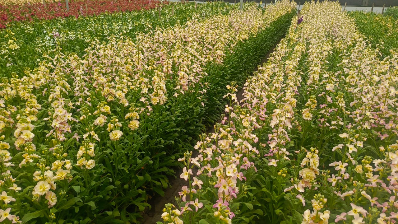 Acerca de Alison Flowers