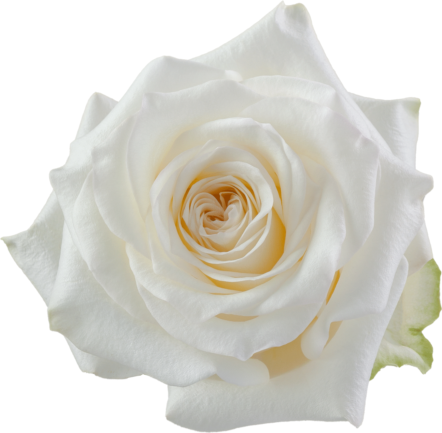 Sobre Ariadne Flowers